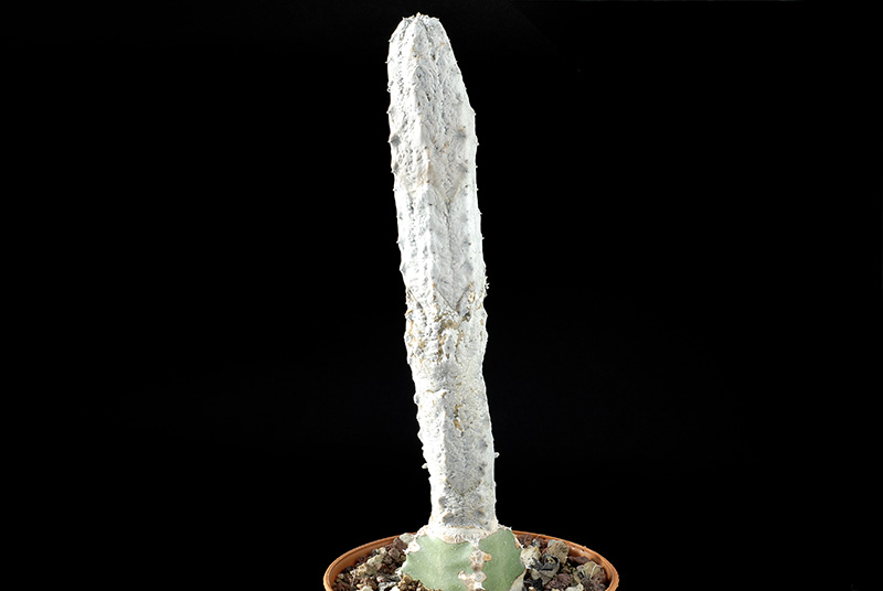 Euphorbia abdelkuri H. Cm 22 € 48,00.jpg